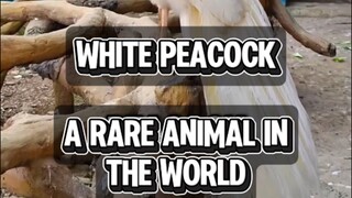 white peacock