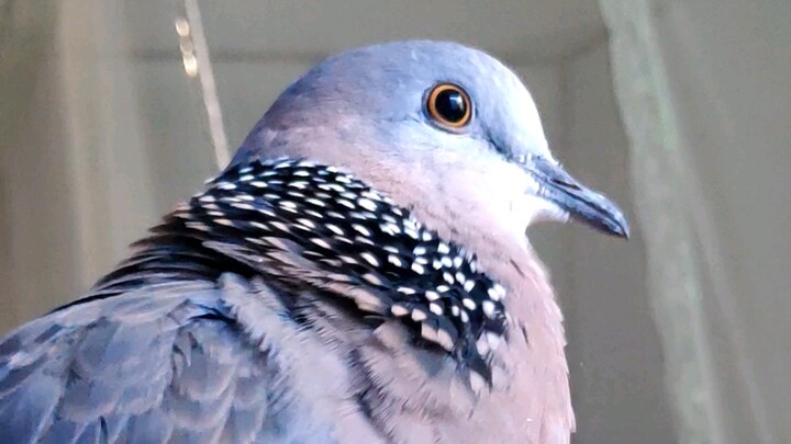 سأقول بضع كلمات سريعة أدناه.