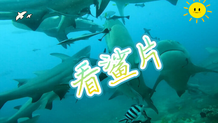 مع شارك كافيه في فيجي: اقترب من أسماك القرش واحضرها عن قرب!