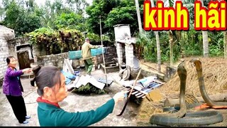 Bà Lão 80 Tuổi Kinh Hãi Bị Rắn Hổ Mang Cụ Chúa Bò Vào Nhà | Đại 87