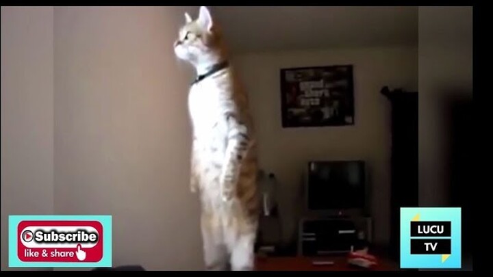 Video Lucu Lucu - Kucing Berdiri WOW - Banget Bikin Ngakak Abis Ketawa/Kocak (TERBARU) | VideoLucuTV