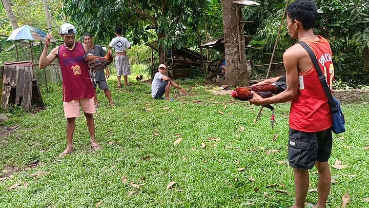 WIN! Manok ni pamangkin