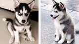 AWW 🥰 The Best Adorable Husky Puppies in The Planet Makes Your Heart Melt | Cute Puppies