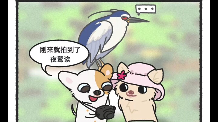 Chihuahua, but Birdwatching