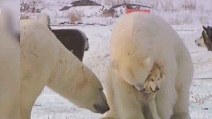 หมีขั้วโลกมาเยือนเพื่อเลี้ยงสุนัข! เอร่า ตัวสั่น! คุณจะผื่นถ้าคุณไม่ดู!