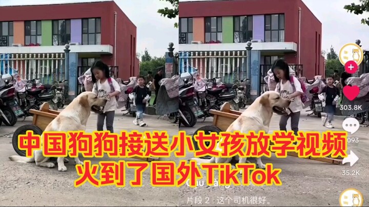 Video anjing di Tiongkok yang mengantar dan menjemput seorang gadis kecil dari sekolah menjadi viral