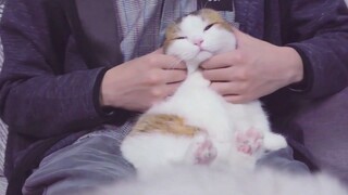 【睡前治愈】谁是世界上最可爱的猫猫鸭？！是帮帮！