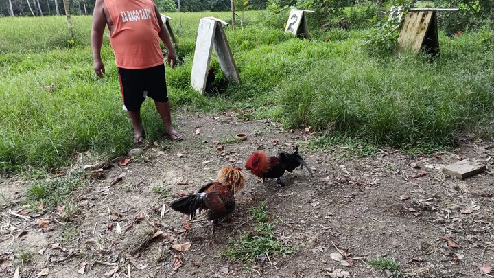 stag papawis