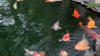 What a beautiful Jumbo Koi