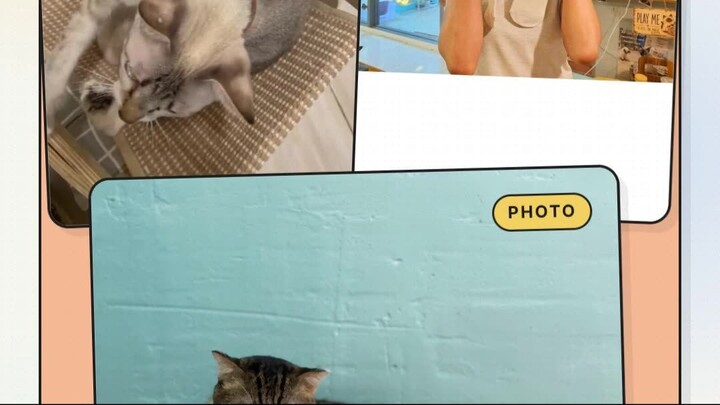 A One-Minute Cat Reset | พักใจหนึ่งนาทีกับน้องแมว