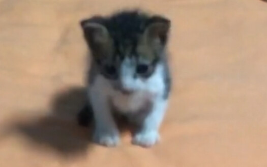 Mèo lớn lên