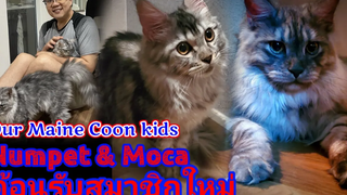 ต้อนรับสมาชิกใหม่ 6วันกับเจ้าแมวน้อย Our Maine coon kids Numpet and Moca 我們的緬因貓小孩們 TfightT