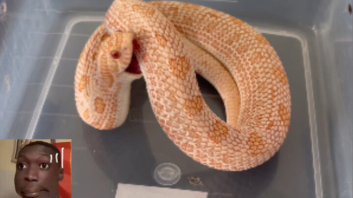 Mũi lợn của mọi người… đều ngố như vậy à