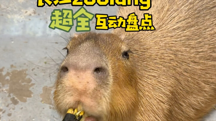 Mastering Changsha Zoolung Zoo (with a super-complete interactive guide!)