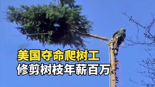 American tree-climbing workers risk their lives for a million-dollar annual salary, attracting count
