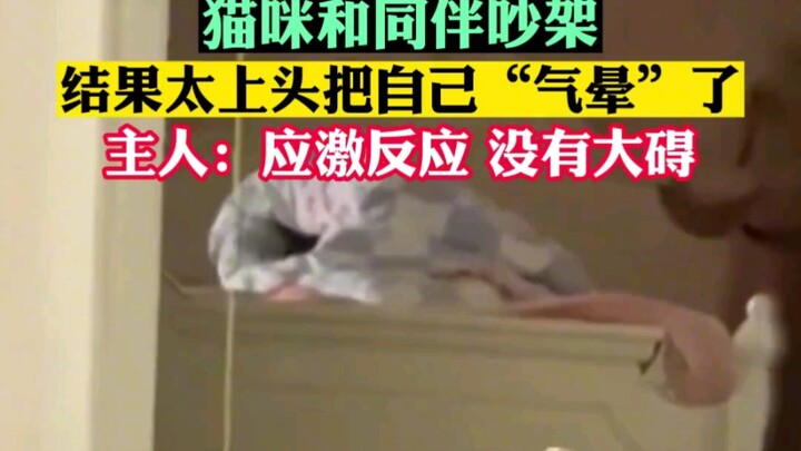 แมวทะเลาะกับเพื่อนจนเผลอโกรธหนักไปหน่อย ถึงขั้น “โมโหจนเป็นลม” เลย!