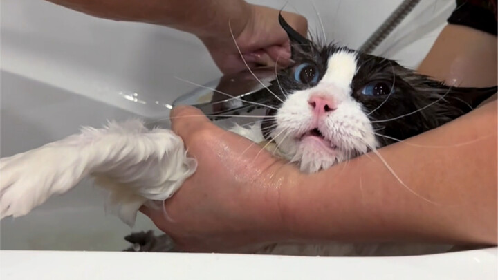 Cat Bathing (Full Version)