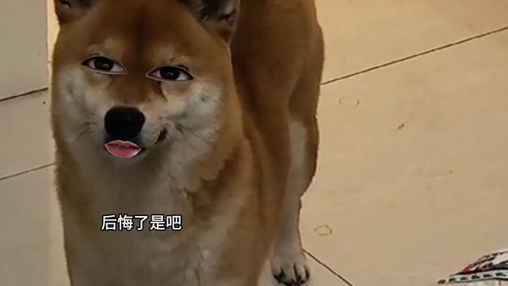 Dog: It's best to sleep with one eye open from now on.