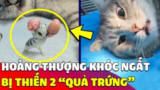 Hoàng thượng nằm 'BẬT KHÓC' trong tuyệt vọng vì 'BỊ THIẾN' đi hai quả trứng 😂 | Gâu Đần