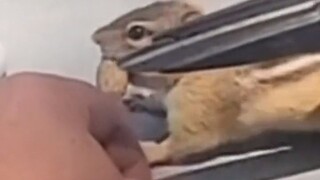 The uncle successfully rescued the little one and won its trust.