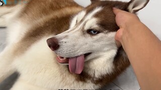 Tôi đã cố bắt chú chó Husky của mình thức khuya cùng tôi, và điều đó thật buồn cười...nó không thể c