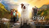 Strays | Full Movie (2023 Movie)
