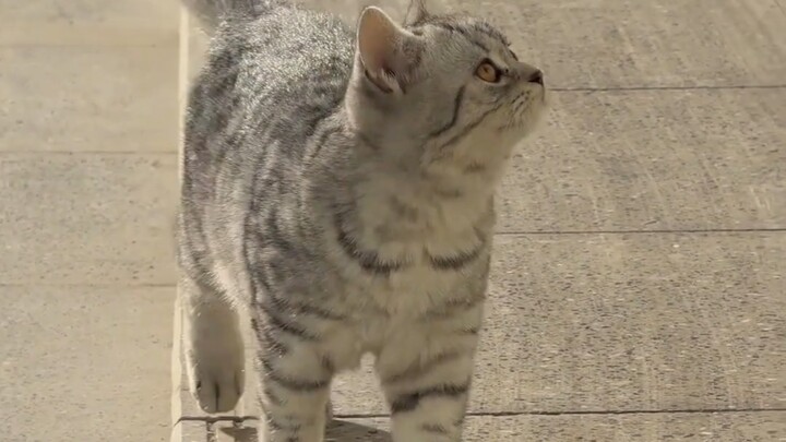 Sangat cantik, ia tampak seperti seekor harimau kecil