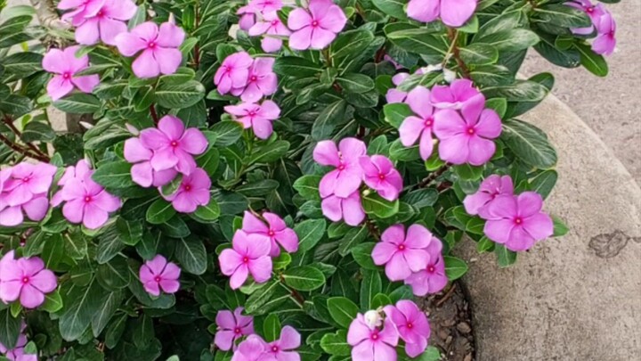 My office garden 🥀🫰