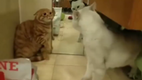 Orange cat:  What's wrong with me, why are you so anrgy?