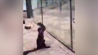 Động vật tấu hài 🤣 #videohaynhat