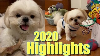 My Shih Tzu Dog's Highlights of 2020 | It's Cuteness Overload!