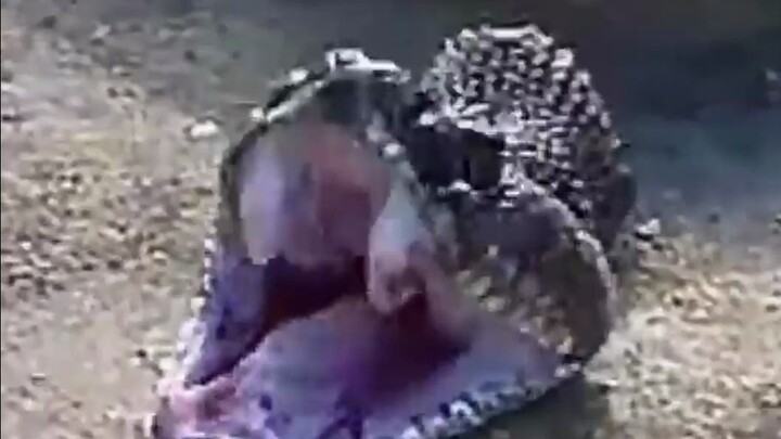 งูไร้หัว ตายแต่ไม่ล้ม