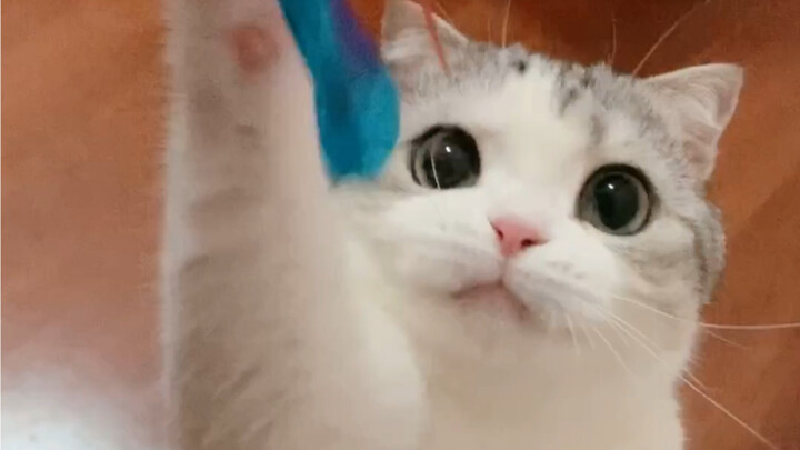 Đừng đánh giá quá cao kích thước của mèo, dù mông cô ấy có to đến đâu.