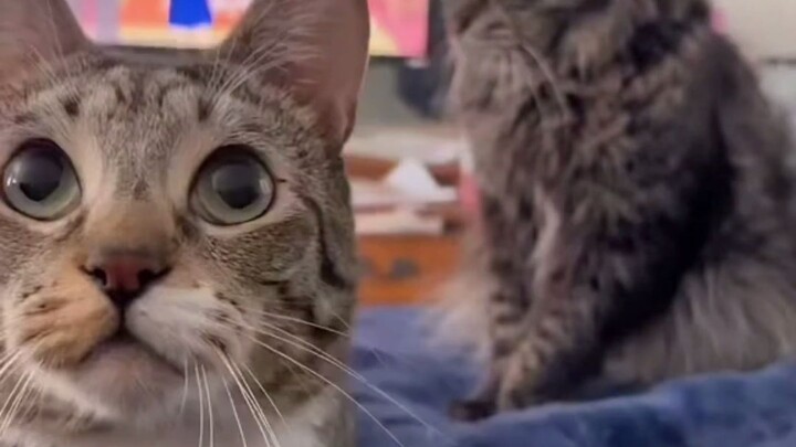 Two Cat