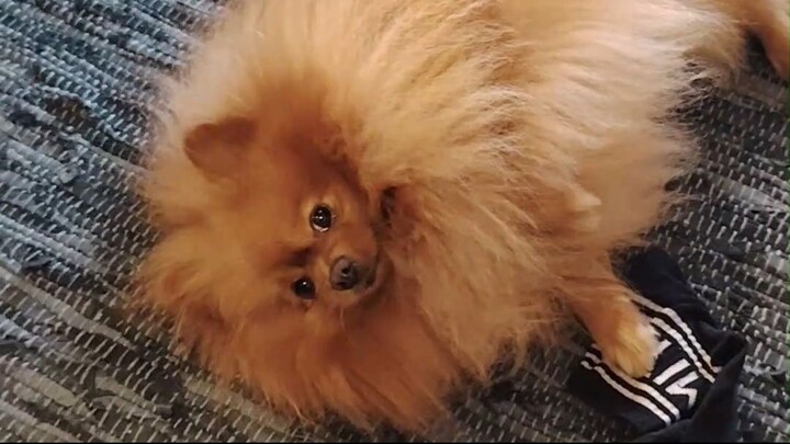 Pomeranian Dog Steals Sock to Avoid Going for a Walk! 🐶🧦