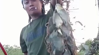 mancing mujair di sawah memang gacorrr.