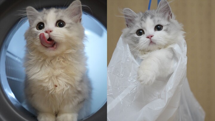 Saya biasanya tidak pernah meninggalkan kucing, kecuali kalau sudah tidak tahan lagi.