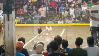 THE MONEY MAKER 6x winner Brown Red Rooster Small But Dealy