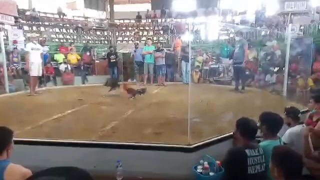 (hatch) my winning line