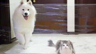 เมื่อกำแพงล่องหนกลับมาอีกครั้ง
