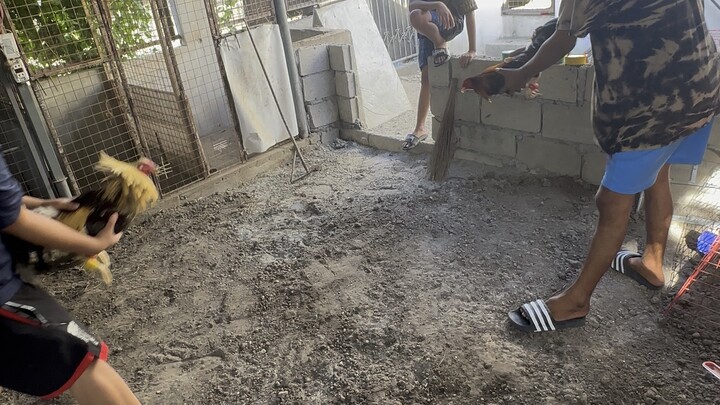 Golden Boy Sweater-Simpleng pitik lang