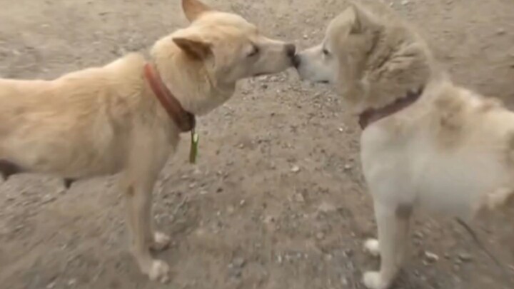 A mother dog gave birth to 50 pups, with puppies and grandchildren running all over the place, but t