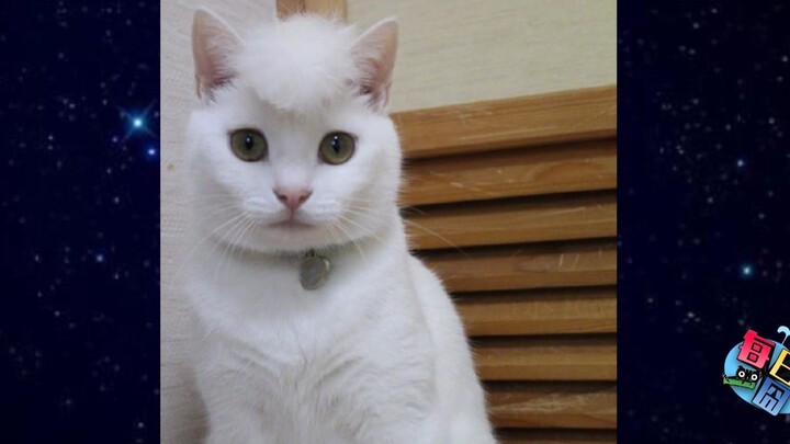 [Daily Awkward Moment] Work’s hectic, and I still have to play with my cat—so I came up with this so