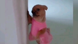 "يبدو أنه يعرف أنه لطيف."