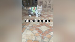 Ai muốn Zân Anb sổ giun cho hong ??? mèo cat