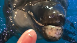 พาทุกคนมาดูมุมมองบุคคลที่หนึ่งขณะถูขี้เถ้าให้โลมา