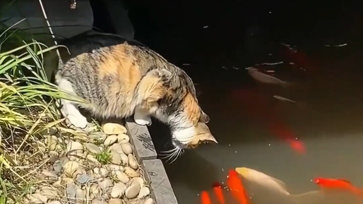 Cats' supercharged moments—absolute battle gods within their own size class!