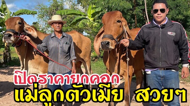 นาทีทอง‼️พรชัยฟาร์ม จัดโปรโมชั่นแบ่งปันวัวสวยๆ แม่ลูกตัวเมีย ให้พี่น้องเกษตรกรไปเลี้ยง ส่งฟรี@สารคาม