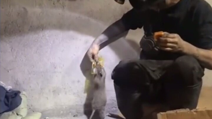 Penambang tambang batu bara memberi makan tikus dan membiarkannya dipeluk seperti hewan peliharaan #