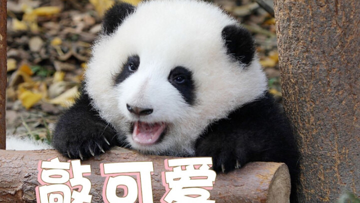 A rare treasure of the world—Huahua: “So my name is Guolai!”